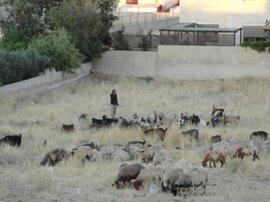 IMG_7457 DSC04883.JPG - Inner City Shepherd